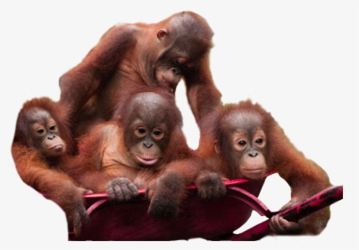 Orangutan Download Png Image, Transparent Png, Free Download