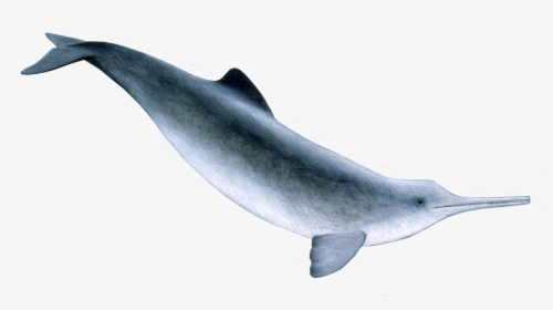 Franciscana Dolphin Clipart Transparent Stock - Ganges River Dolphin Png, Png Download, Free Download