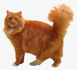 Orange Cat Long Fur, HD Png Download, Free Download