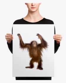 Transparent Orang Png - Canvas, Png Download, Free Download