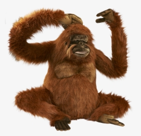 Orangutan Png, Transparent Png, Free Download