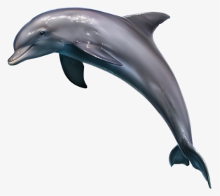 Clipart Dolphin Realistic - Realistic Outline Of Dolphins, HD Png Download, Free Download