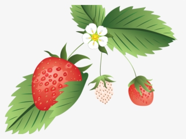Strawberry Growth Stages Design Vector Illustration - Strawberry, HD Png Download, Free Download
