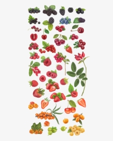 Strawberry Vectoe, HD Png Download, Free Download