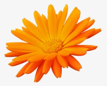 Flor, Orange, Pétalos De Color Naranja, Naturaleza - Petalos Naranjas Png, Transparent Png, Free Download