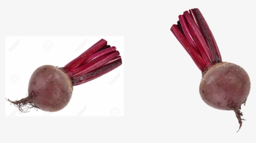 Beet, HD Png Download, Free Download