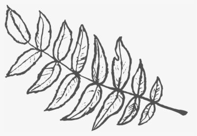 Leaf - Left - Dgrey - Sketch, HD Png Download, Free Download