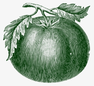 Drawing Tomato Illustration, HD Png Download, Free Download