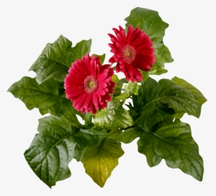 Chrysanths,plant,flower - Barberton Red Daisy Flower In Transparent Background, HD Png Download, Free Download
