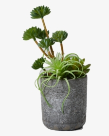 Desk Plant Png - Artificial Succulents, Transparent Png, Free Download