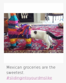 Cats, Latinos, And Pinata - Cute Animals With Funny Sayings, HD Png Download, Free Download