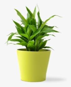 Indoor Plants Png, Transparent Png, Free Download
