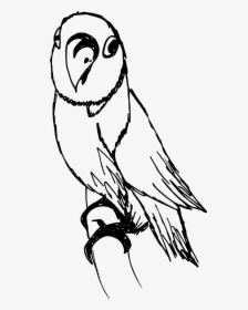 Bird Drawing Png - Owl, Transparent Png, Free Download