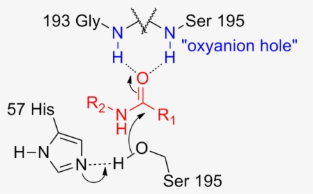 Serine Protease Oxyanion Hole - Oxyanion Hole Catalytic Triad, HD Png Download, Free Download