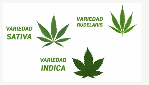 Cannabis Leaf, HD Png Download, Free Download