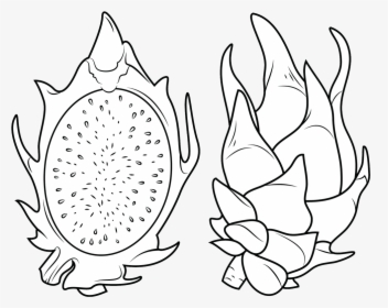 Dragon Fruit Clipart Dragon Fruit Coloring Pages - Illustration, HD Png Download, Free Download