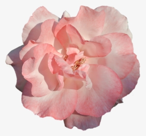 Png Flower Images With Transparent Background, Png Download, Free Download