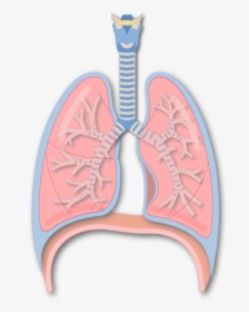 Secondary Bronchus Of The Lung - Illustration, HD Png Download, Free Download