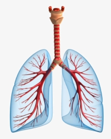 Lungs Png - Do The Lungs Oxygenate Blood, Transparent Png, Free Download