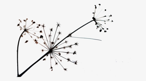 Dandelion Transparent Simple - Dandelion, HD Png Download, Free Download