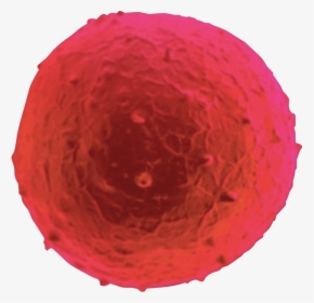 Human Cell - Sphere, HD Png Download, Free Download