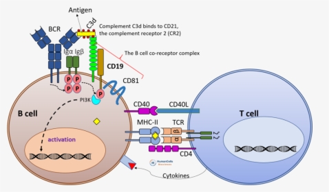 Cd19 B Cell Activation, Bcr, Tcr, B Cell Co-receptor - Cd19 B Cells, HD Png Download, Free Download