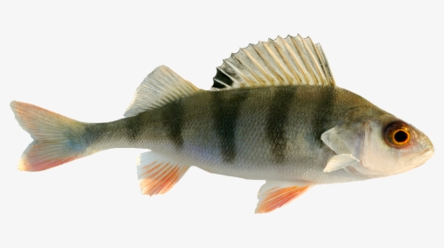 Freshwater Fish Fresh Water - Freshwater Fish Png, Transparent Png, Free Download