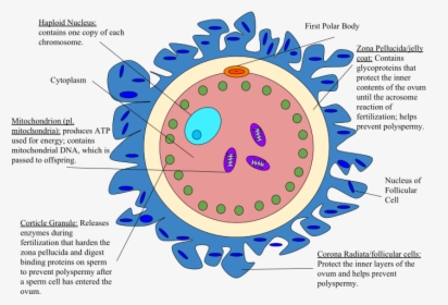 Human Egg Cell Diagram, HD Png Download, Free Download