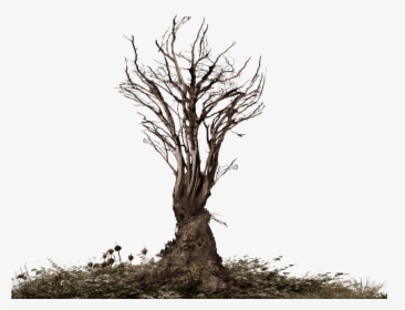 Thumb Image - Tree Roots Png, Transparent Png, Free Download