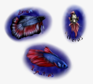 Betta Fish Portraits, HD Png Download, Free Download