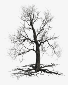 Creepy Tree, Autumn, Nature, Scary, Halloween, Wood - Oak, HD Png Download, Free Download