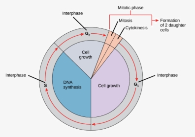 Phases Of The Cell Cycle Khan Academy - Cell Cycle Dna Replication, HD Png Download, Free Download