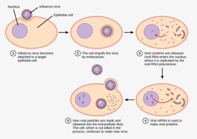 Vector Pathogen Human Cell - Virus Infecting Host Cell, HD Png Download, Free Download