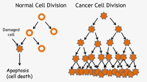 Tumor Drawing Cancer Cell - Cancer Cell Division Png, Transparent Png, Free Download