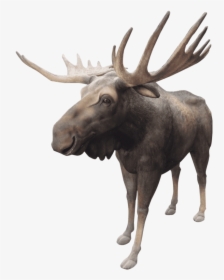 Transparent Moose Antlers Png - Reindeer, Png Download, Free Download