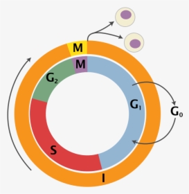 Cell Cycle Png, Transparent Png, Free Download