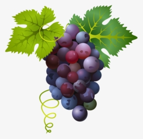 Common Grape Vine - Grape Png, Transparent Png, Free Download