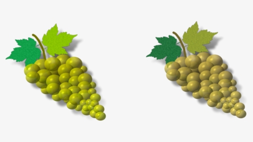 Transparent Grapes Vector Png - Seedless Fruit, Png Download, Free Download