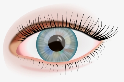 Eye, Iris, View, Eyelashes, See, Look, Human Eye, Pupil - Eye Ojo Png, Transparent Png, Free Download