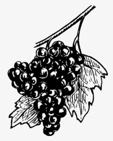 Grapes, Fruits, Food, Round, Edible, Vines, Plants - Black And White Open Grapes, HD Png Download, Free Download