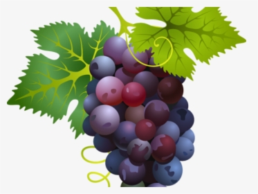 Grapes Clipart Easy - Black Grapes Nutrition Value, HD Png Download, Free Download