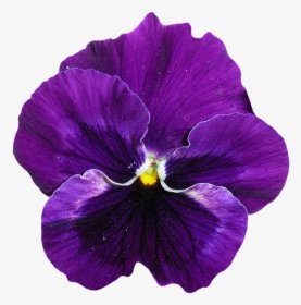 Pansy, Blue, Purple, Blossom, Bloom, Flower, Spring - Violet Pansy Flower, HD Png Download, Free Download