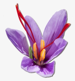 Purple Saffron Flower - Saffron, HD Png Download, Free Download