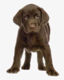 Transparent Golden Retriever Puppy Clipart - Chocolate Lab Puppy Png, Png Download, Free Download