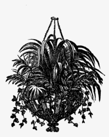 Black And White Plant Hanging Drawing Transparent, HD Png Download, Free Download