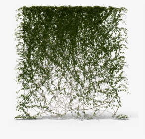 #hanging #weeds #ivy #green #nature #background #shadow - Tree, HD Png Download, Free Download