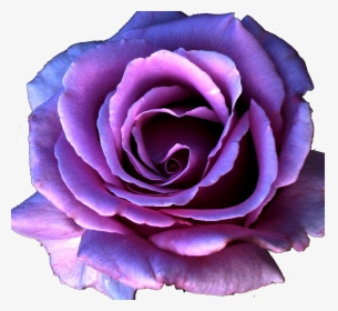 Purple Flower - Transparent Purple Rose Png, Png Download, Free Download
