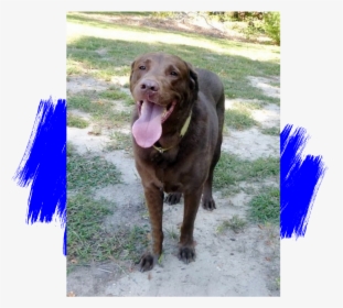 Chocolate Labrador Retriever Adoption - Do Paw Blue, HD Png Download, Free Download