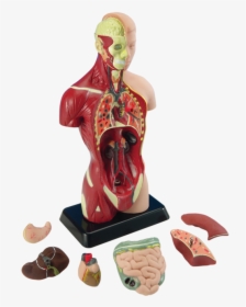 Transparent Anatomy Png - Human Anatomy Model, Png Download, Free Download
