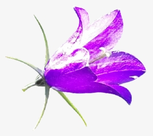 Purple Bellflower Png - Bellflower, Transparent Png, Free Download